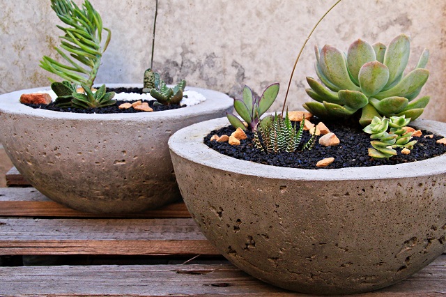 Tips for caring for potted plants